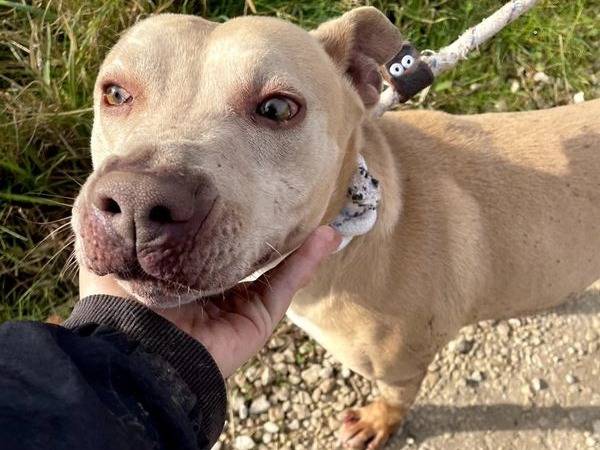 Adotta un cane, taglia media, maschio, Latina