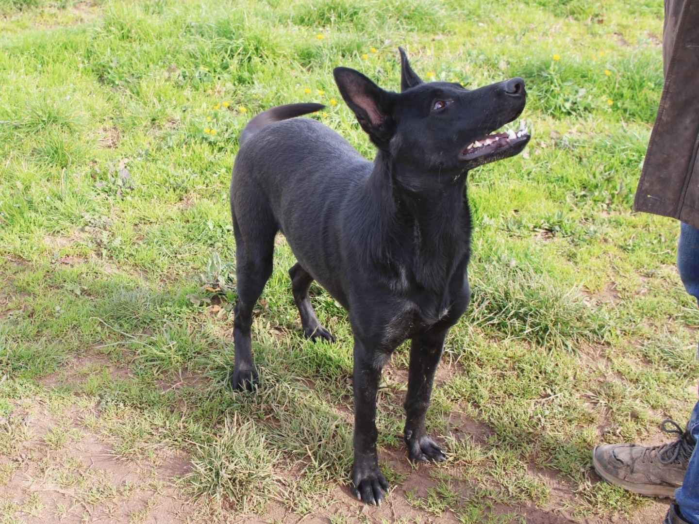 Adotta un cane, maschio, 1 anno e 1 mese, Vibo
