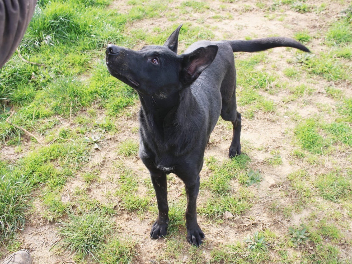 Adotta un cane, taglia media, maschio, Vibo