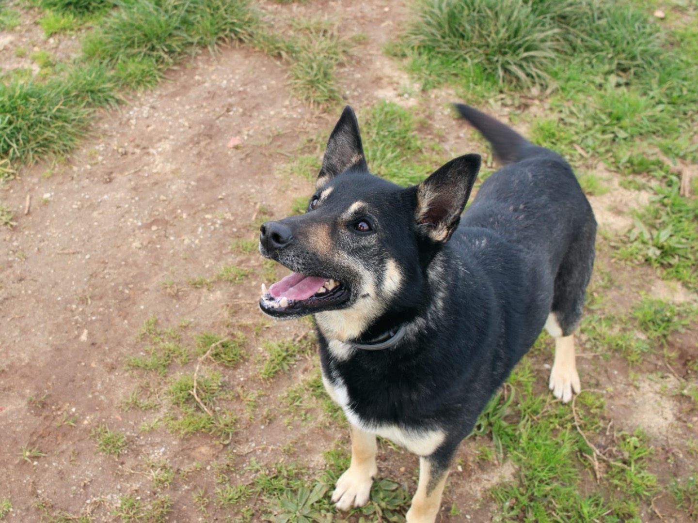 Adozione cane, maschio, Razza sconosciuta Razza sconosciuta, 3 anni  e 1 mese, taglia media, Vibo
