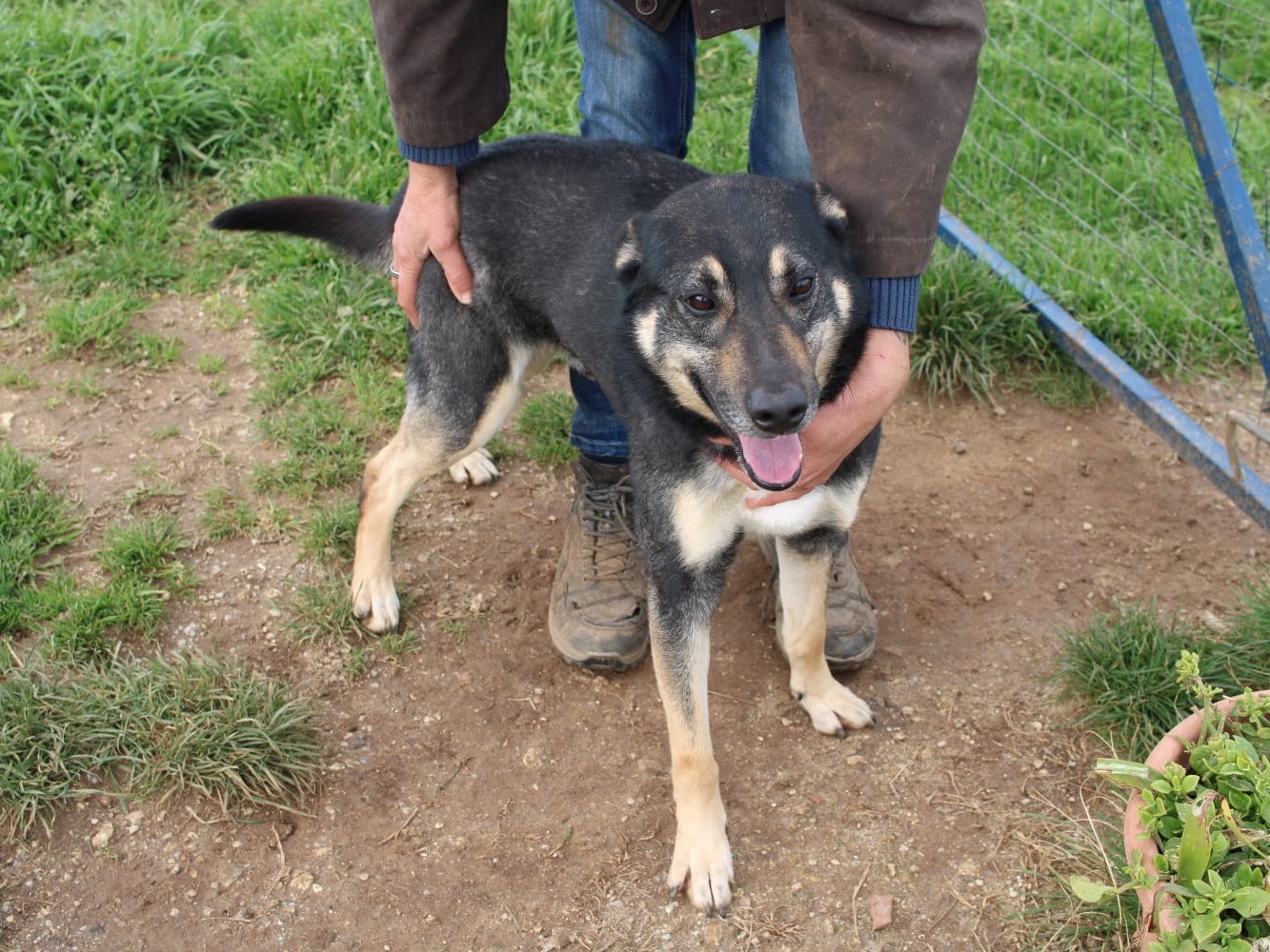 Adotta un cane, maschio, 3 anni  e 1 mese, Vibo