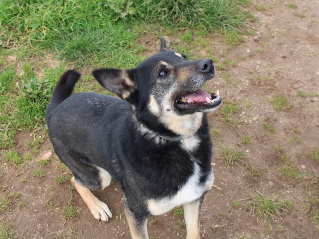Adotta un cane, taglia media, maschio, Vibo