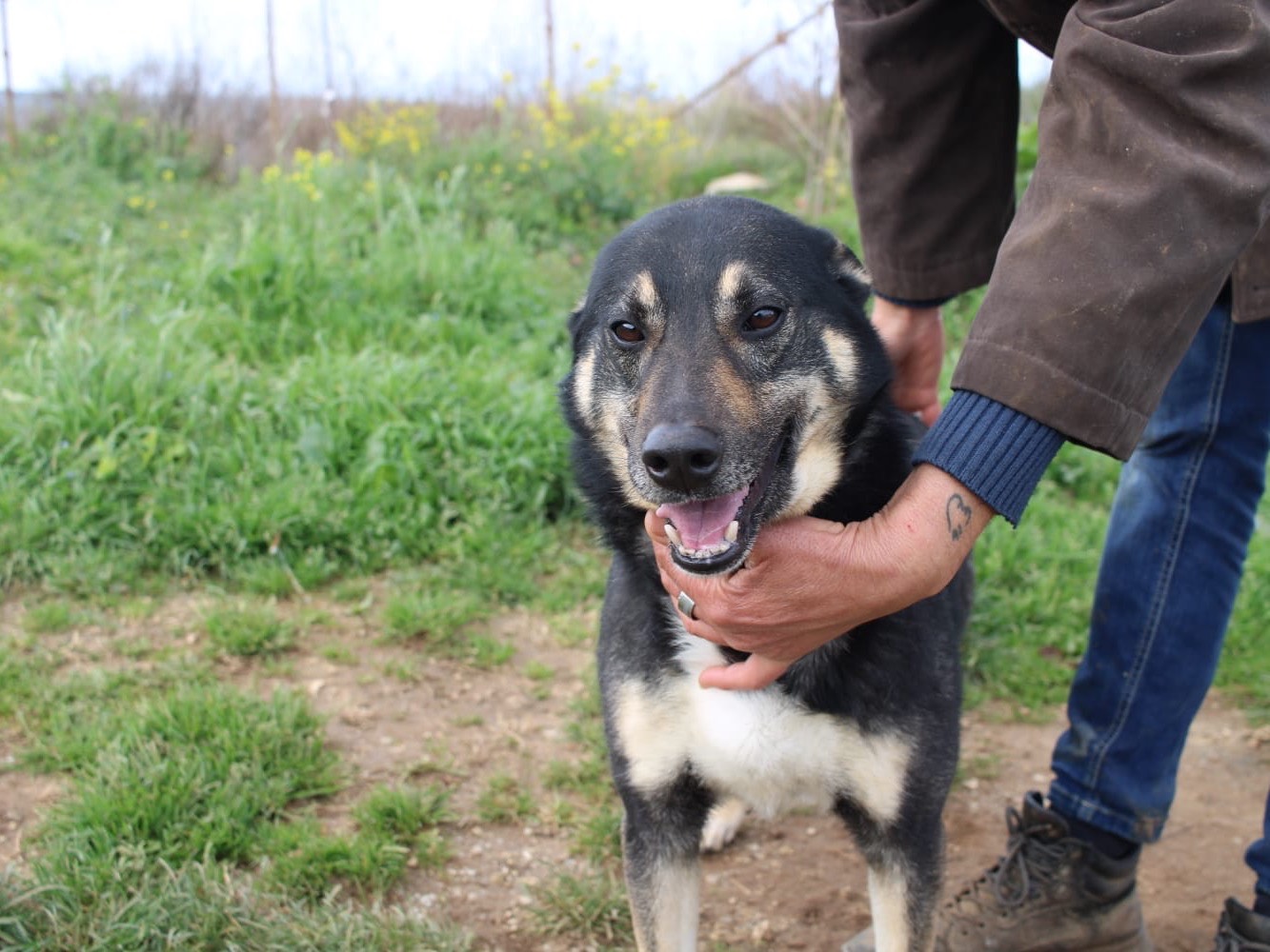Vuoi adottare un cane a Vibo?