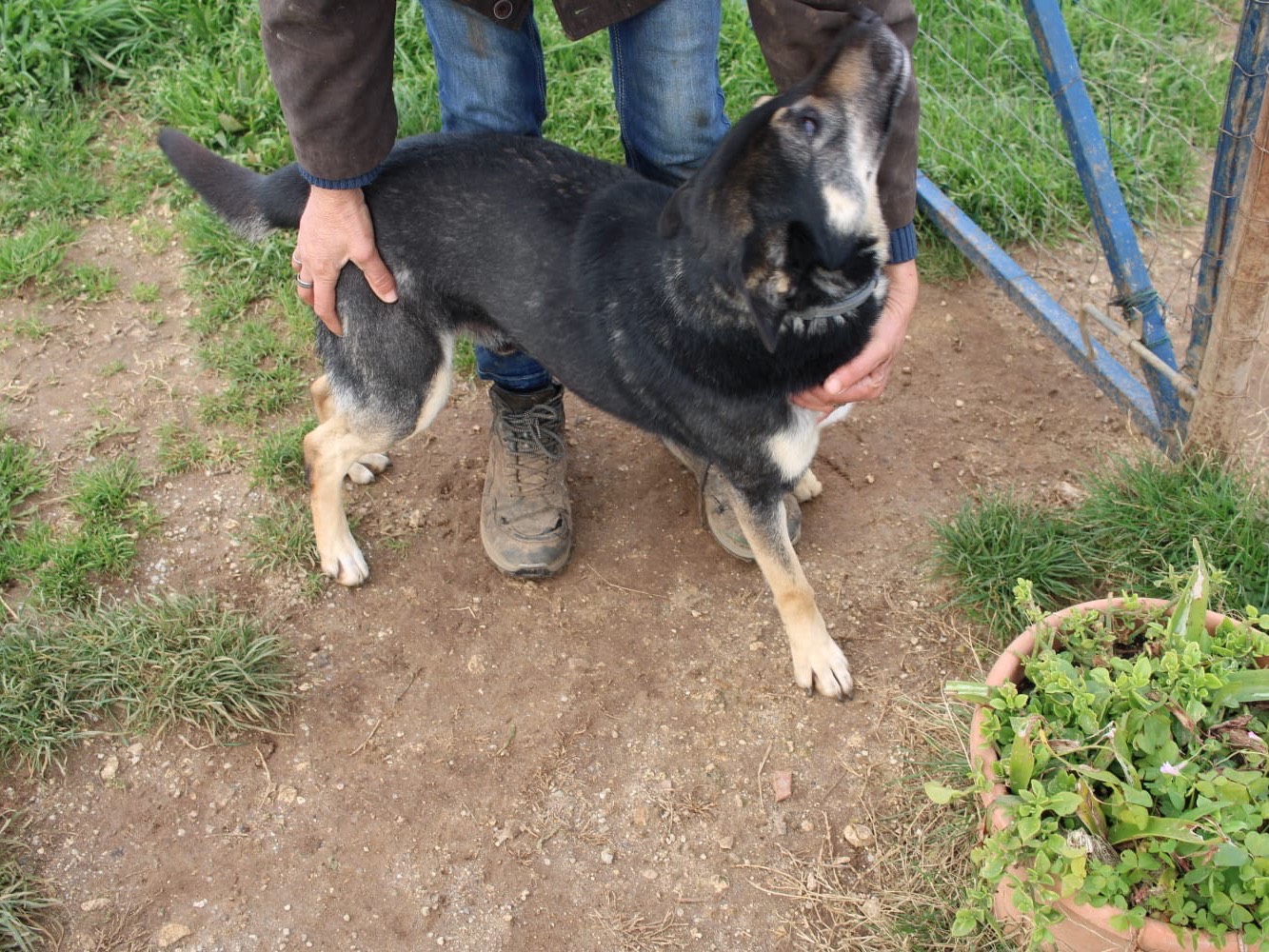 Adotta il cane Ulisse a Vibo