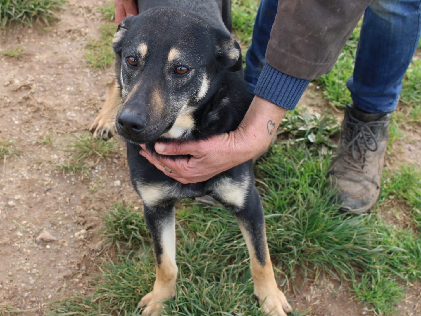 Adozione cane, femmina, Razza sconosciuta Razza sconosciuta, 2 anni  e 1 mese, taglia media, Vibo