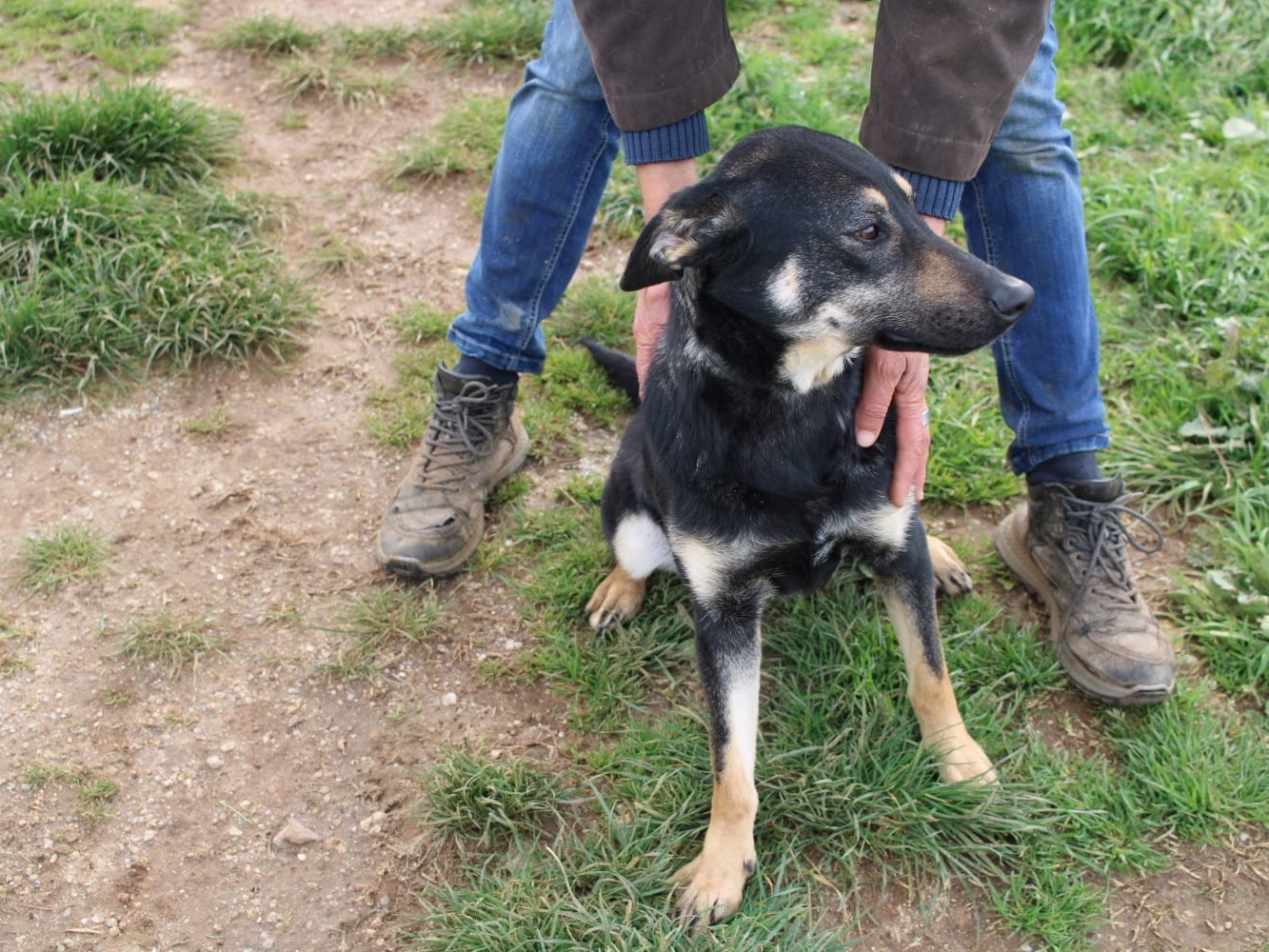 Adotta un cane, femmina, 2 anni  e 1 mese, Vibo