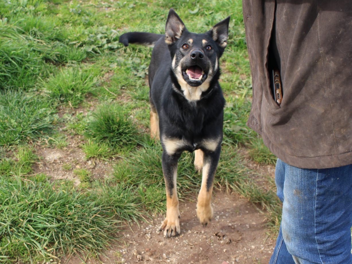 Adotta un cane, taglia media, femmina, Vibo