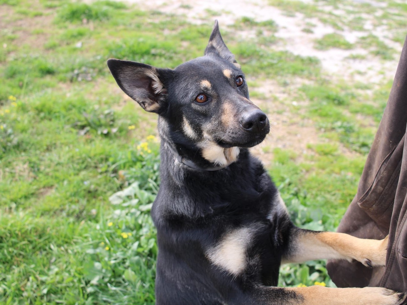 Adotta il cane Priscilla a Vibo
