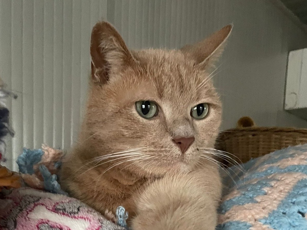 Adotta un gatto, maschio, 8 anni  e 1 mese, Milano
