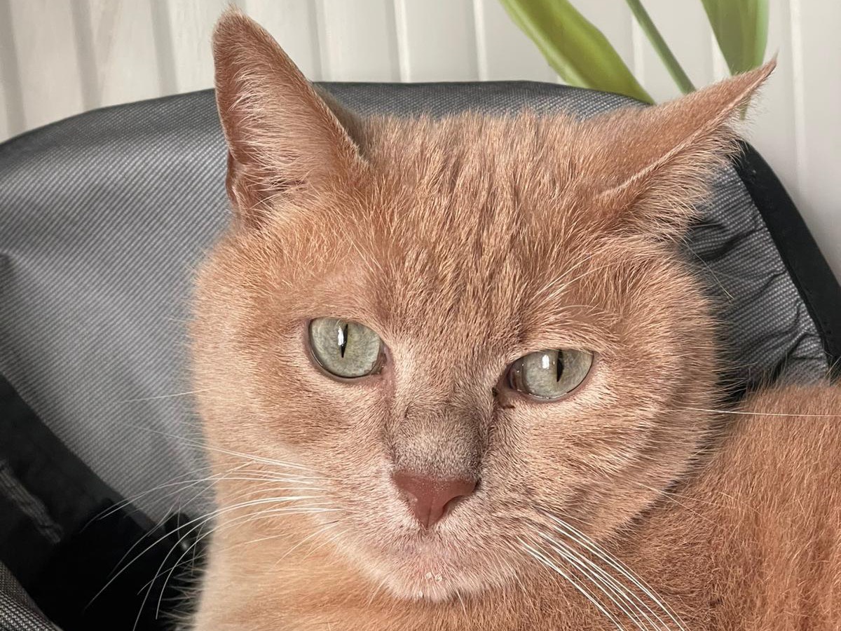Adotta il gatto Sir Oliver a Milano