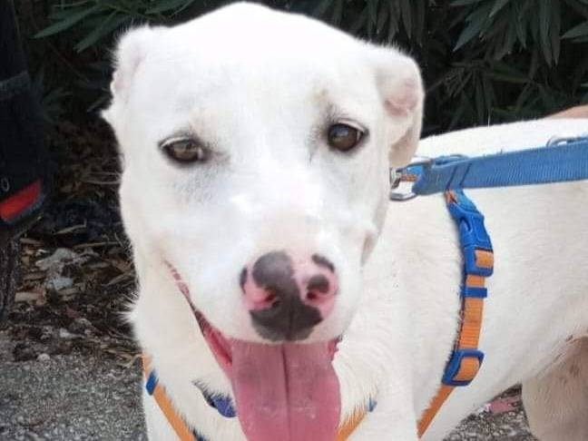 Adotta un cane, femmina, 1 anno e 11 mesi , Caserta