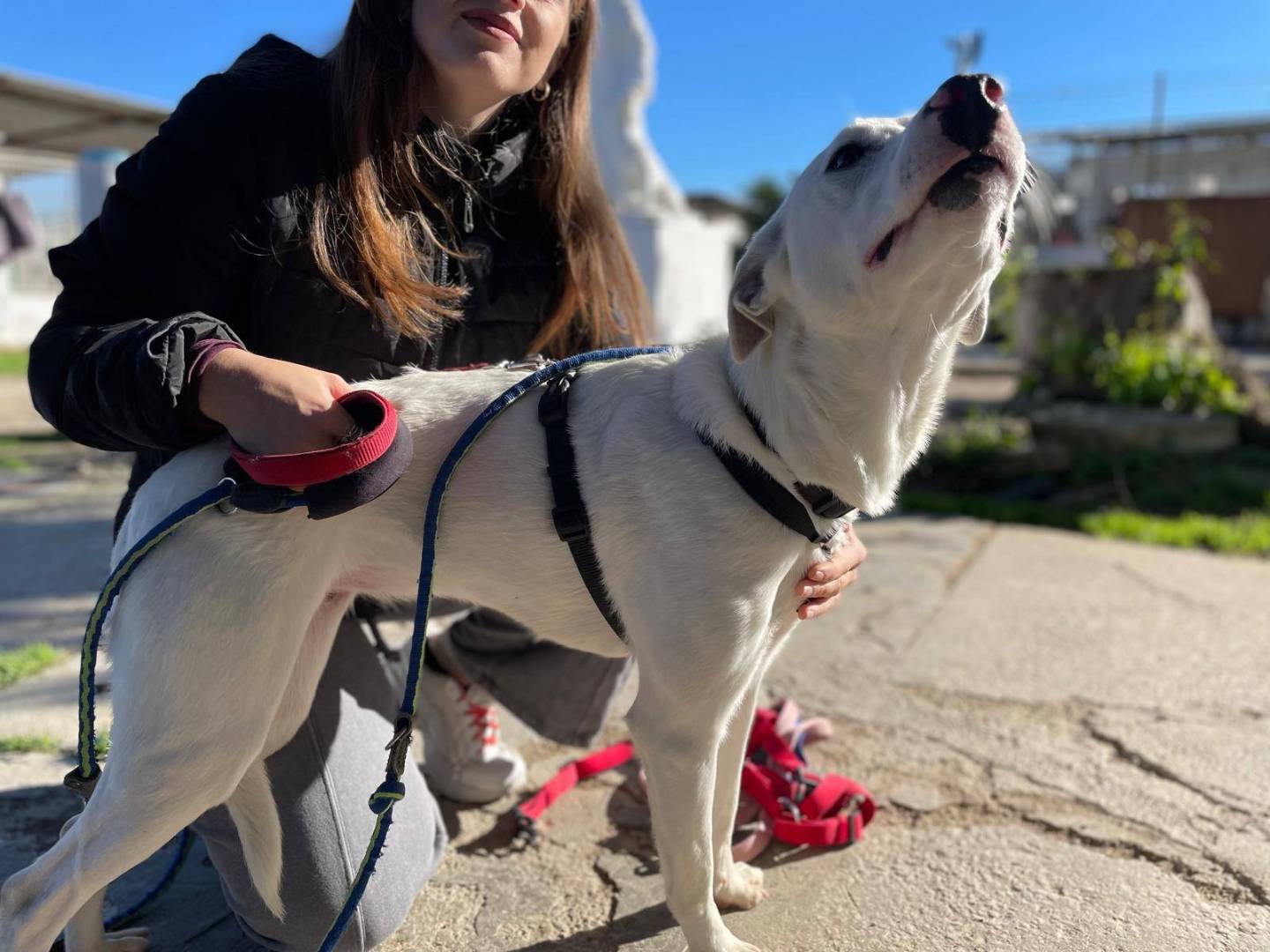Adotta un cane, taglia media contenuta, femmina, Caserta