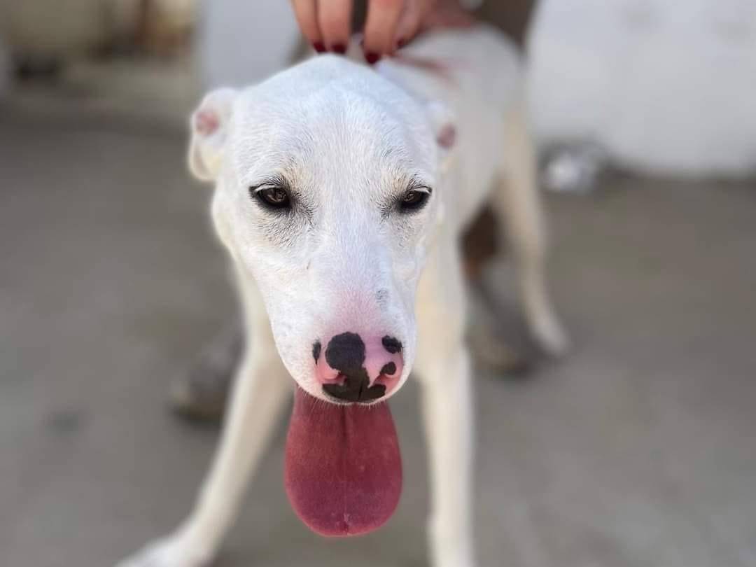 Vuoi adottare un cane a Caserta?