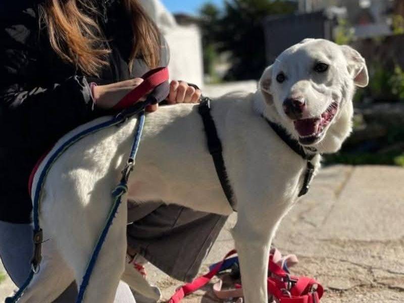 Adotta il cane ROSY a Caserta