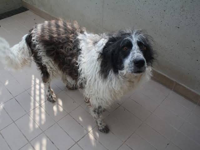 Adotta un cane, femmina, 6 anni  e 9 mesi , Brescia