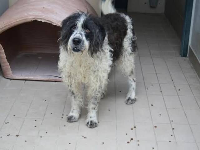 Adotta un cane, taglia gigante, femmina, Brescia