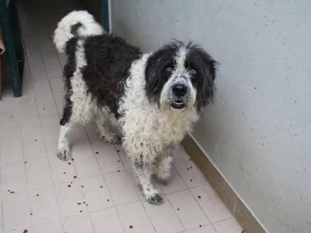 Vuoi adottare un cane a Brescia?