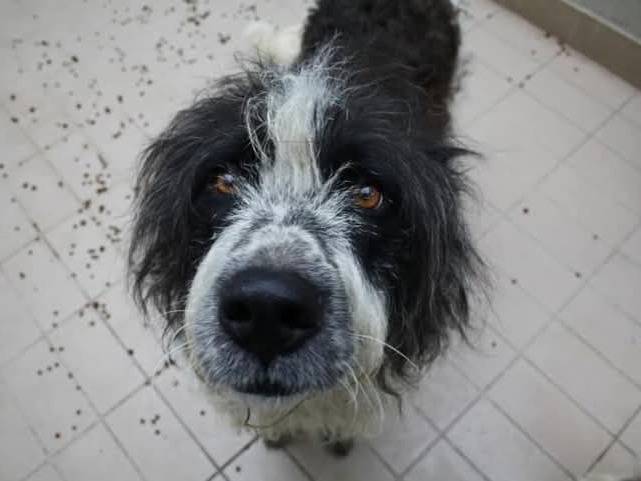 Adotta il cane Marla a Brescia