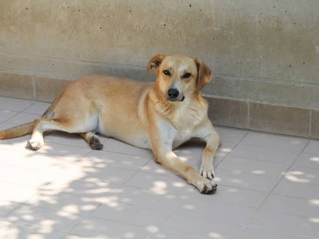 Adotta un cane, maschio, 4 anni  e 11 mesi , Brescia