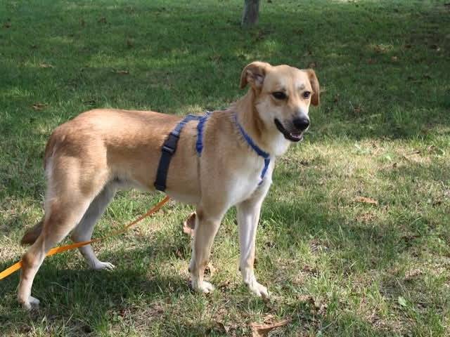 Adotta un cane, taglia grande, maschio, Brescia