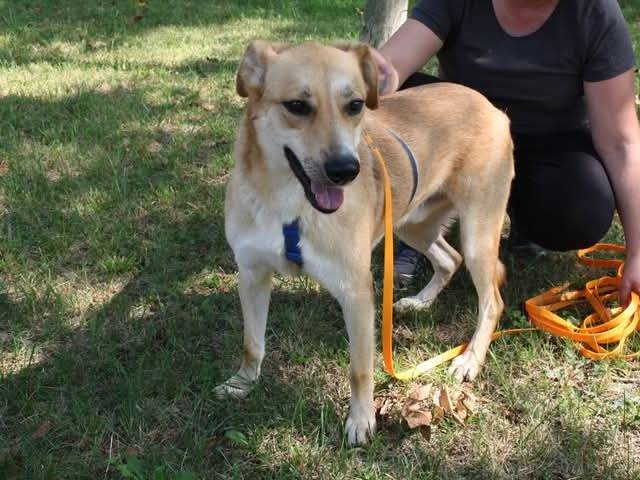 Vuoi adottare un cane a Brescia?