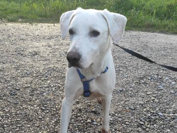 Adozione cane, femmina, Razza sconosciuta Razza sconosciuta, 2 anni  e 4 mesi , taglia grande, Brescia