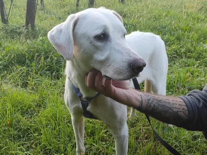 Adotta un cane, femmina, 2 anni  e 8 mesi , Brescia
