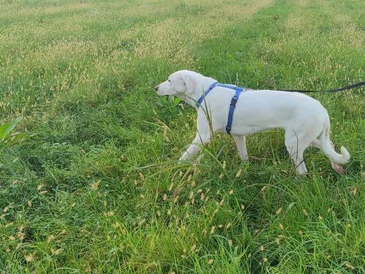 Adotta un cane, taglia grande, femmina, Brescia