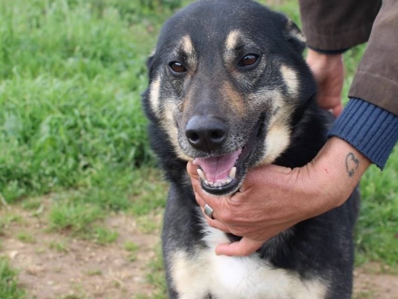 Adotta un cane, maschio, 3 anni  e 2 mesi , Vibo