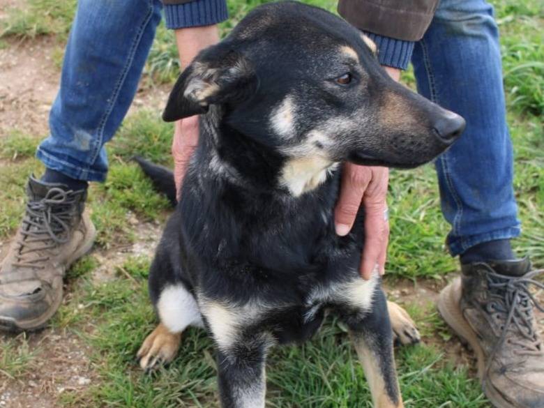 Adotta un cane, taglia media, femmina, Vibo