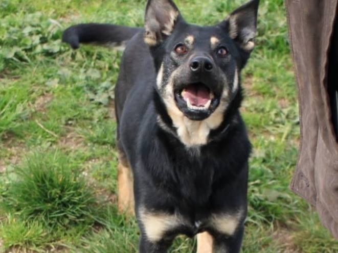 Vuoi adottare un cane a Vibo?
