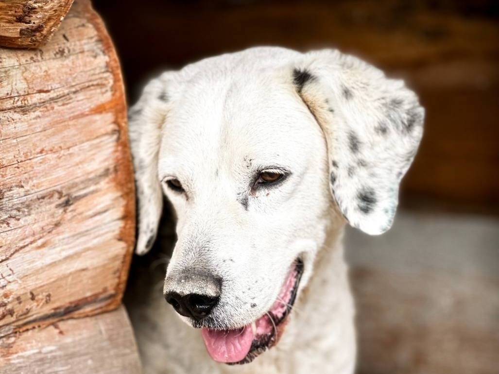Foto dell'animale