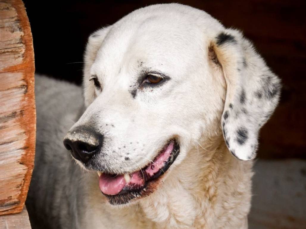 Adotta un cane, maschio, 10 anni  e 3 mesi , Crotone