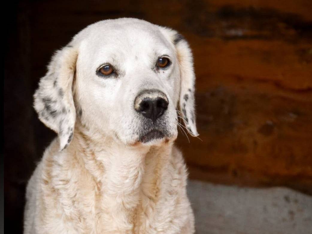 Adotta un cane, taglia media, maschio, Crotone