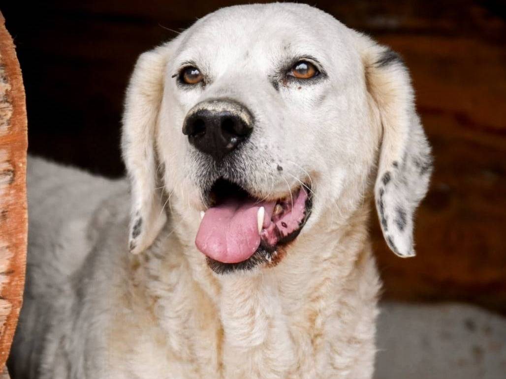 Vuoi adottare un cane a Crotone?