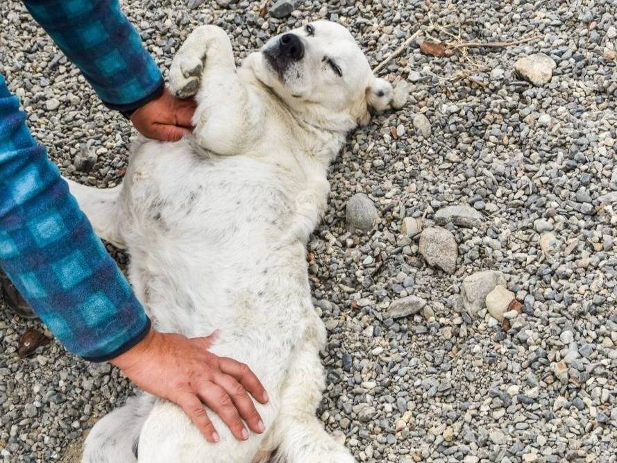 Adotta il cane FEDERICO a Crotone
