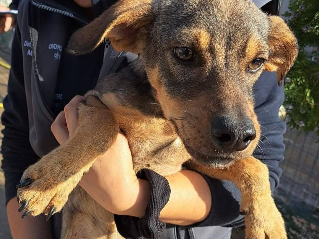 Adozione cane, maschio, Razza sconosciuta Razza sconosciuta, 8 mesi, taglia piccola, Crotone