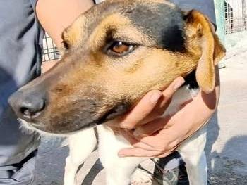 Adozione cane, femmina, Jack Russell Terrier Razza sconosciuta, 2 anni  e 9 mesi , taglia piccola, Crotone