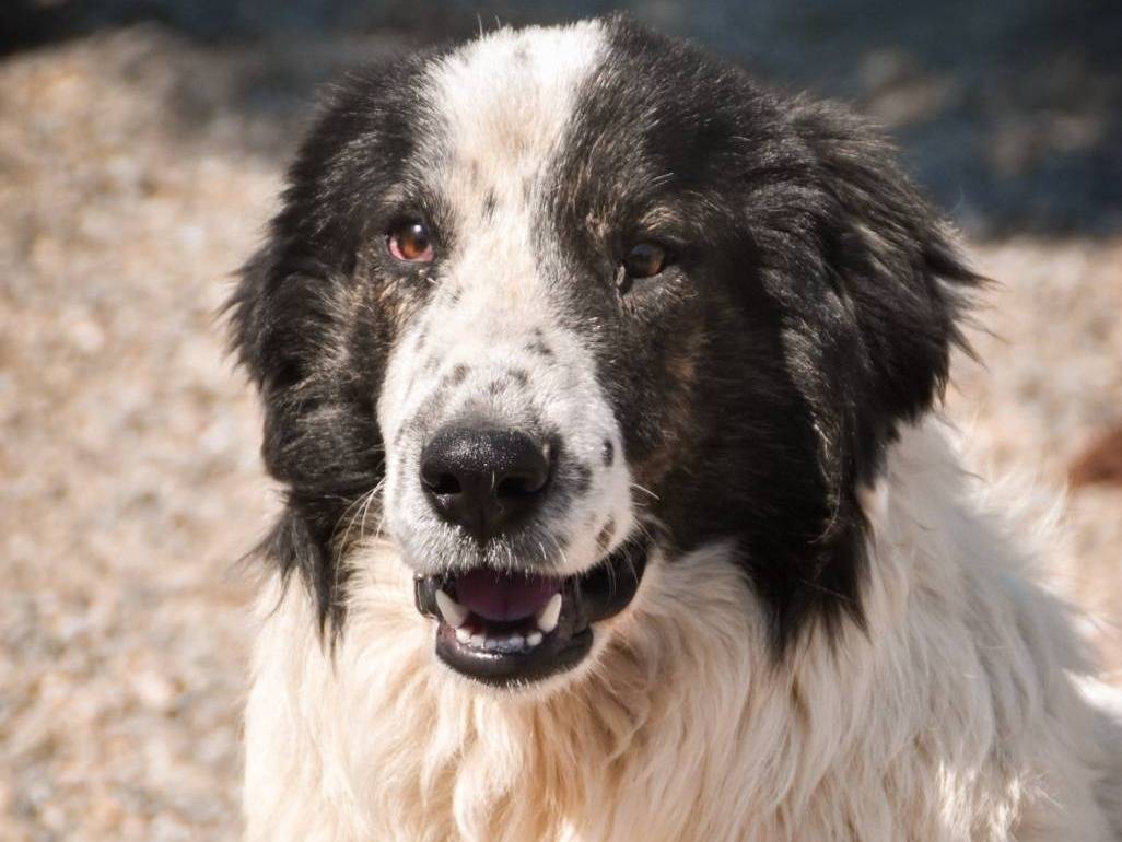 Adotta un cane, maschio, 1 anno e 2 mesi , Crotone