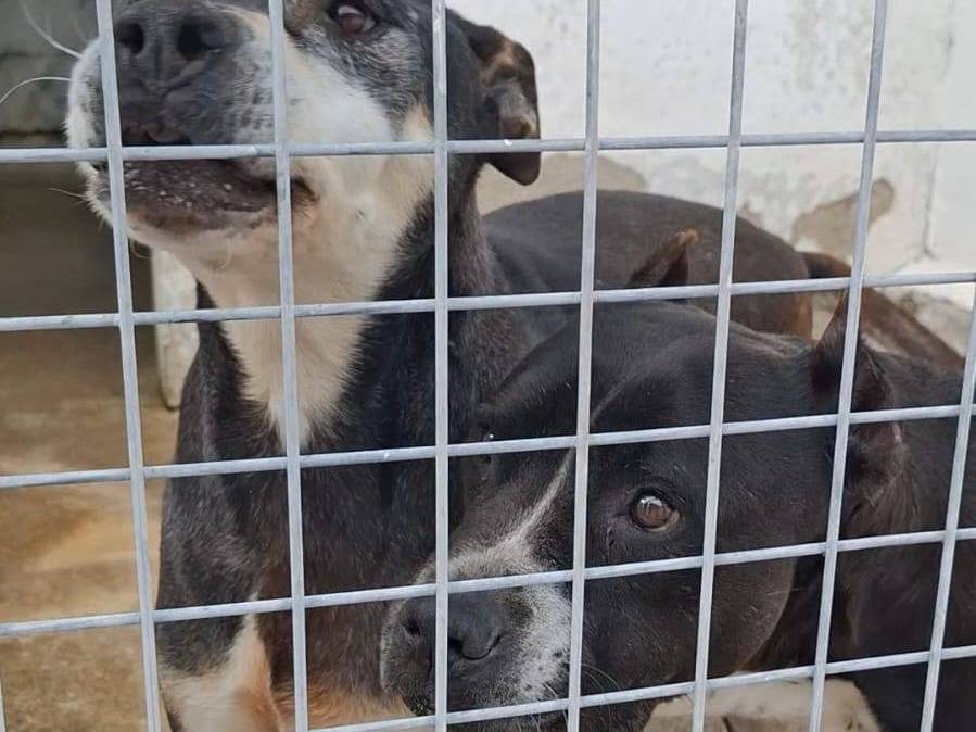 Adozione cane, maschio, Razza sconosciuta Razza sconosciuta, 12 anni e 6 mesi, taglia media, Crotone