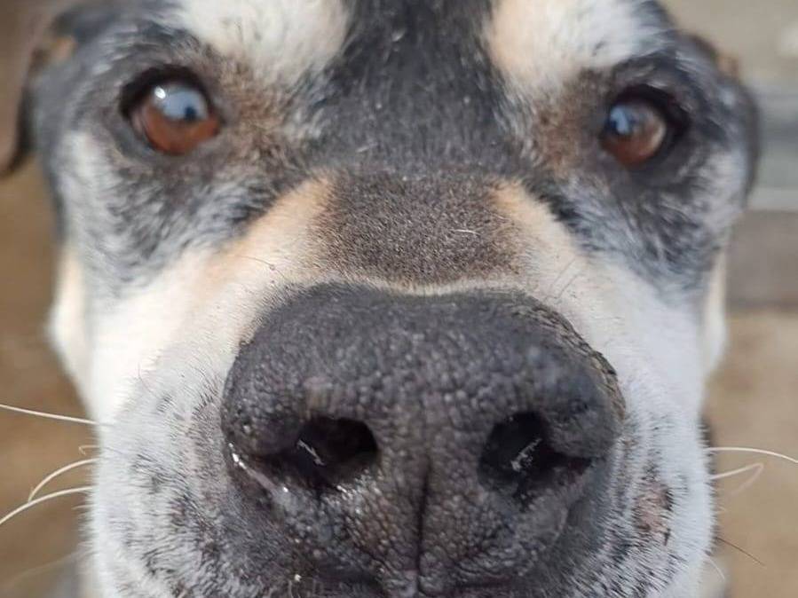 Adotta un cane, maschio, 12 anni e 6 mesi, Crotone