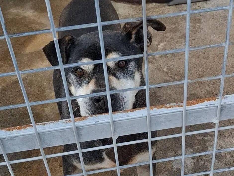 Adotta un cane, taglia media, maschio, Crotone