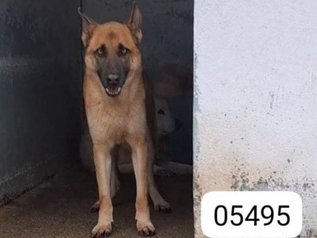 Foto dell'animale