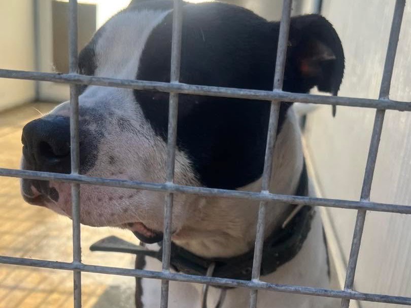 Adotta un cane, maschio, 2 anni  e 8 mesi , Siracusa