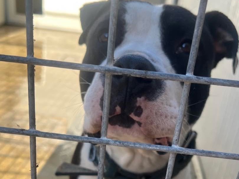 Adotta un cane, taglia grande, maschio, Siracusa