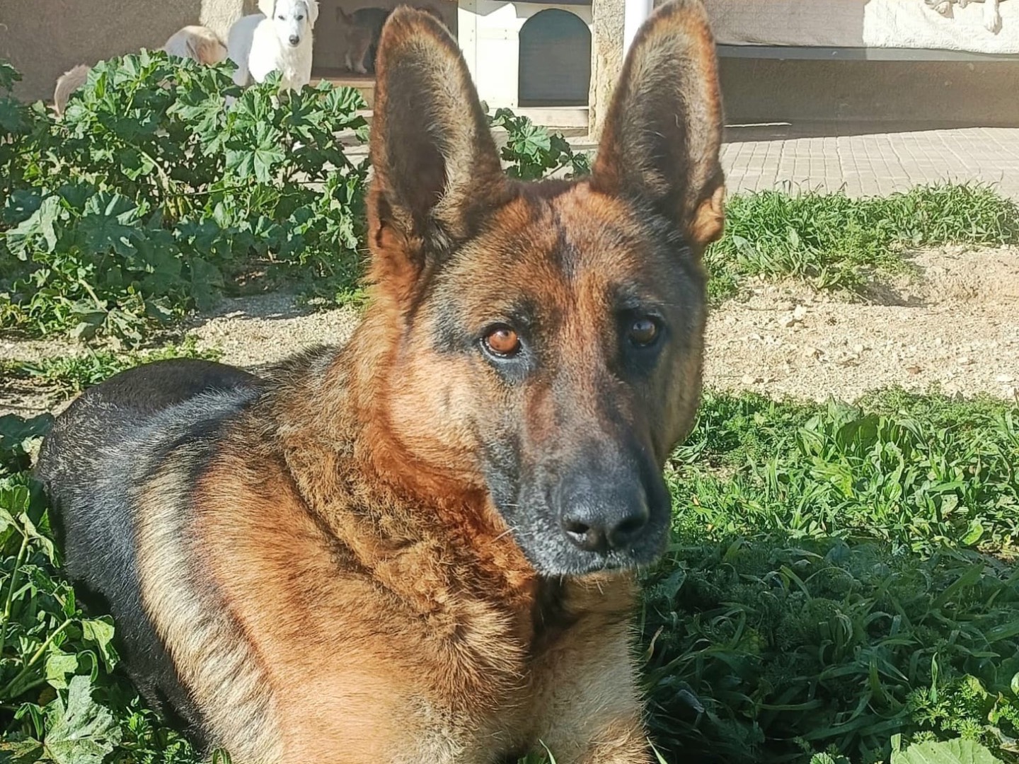 Foto dell'animale