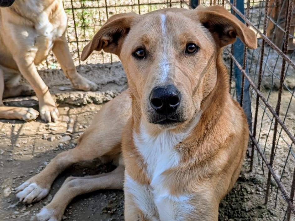 Adotta un cane, femmina, 10 mesi, Frosinone