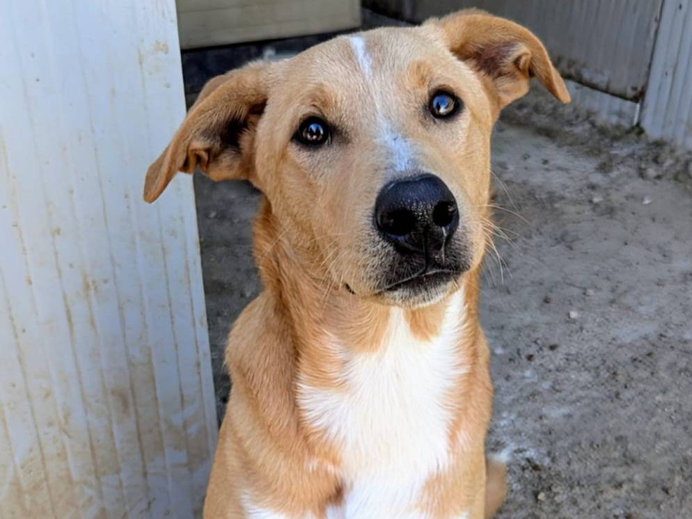 Adotta un cane, taglia media, femmina, Frosinone