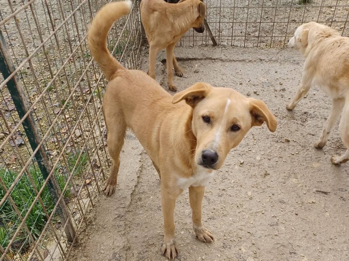 Vuoi adottare un cane a Frosinone?