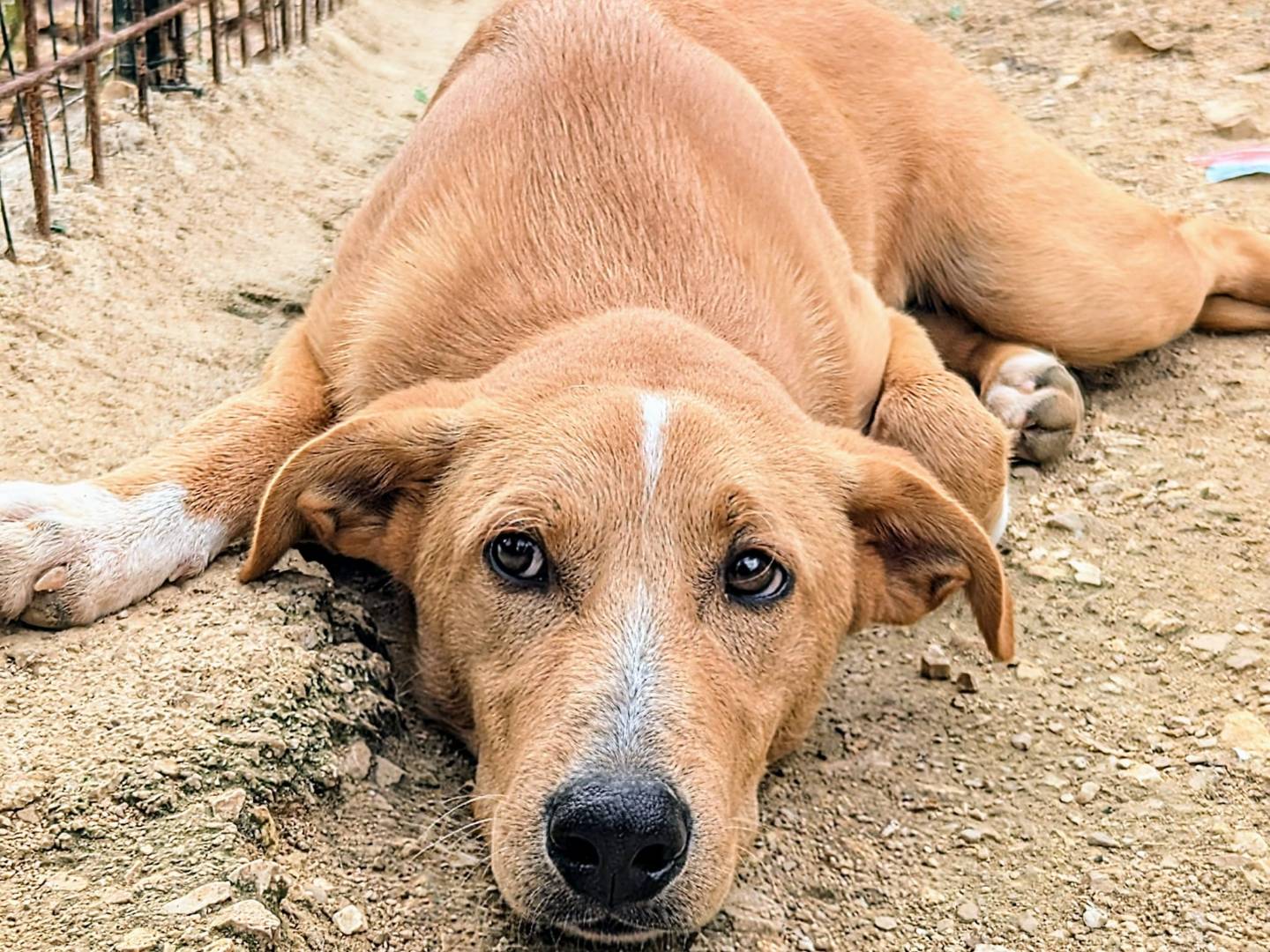 Adotta il cane MIRTILLO a Frosinone
